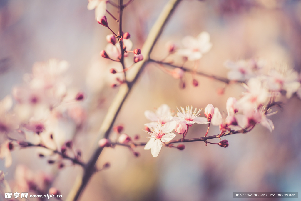 樱花