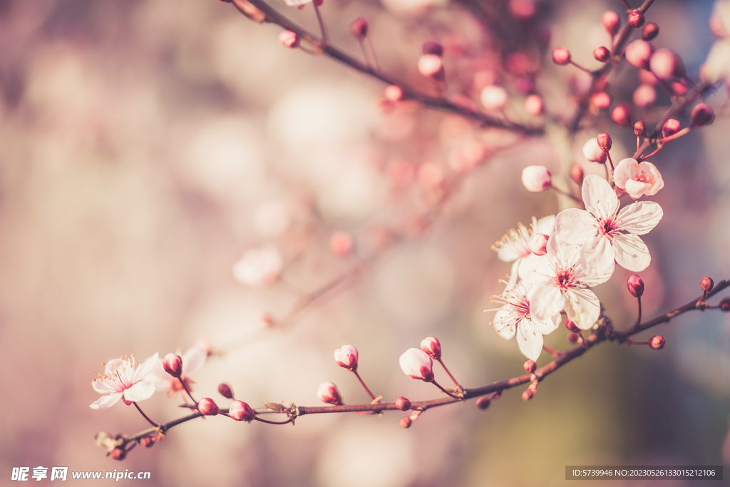 樱花