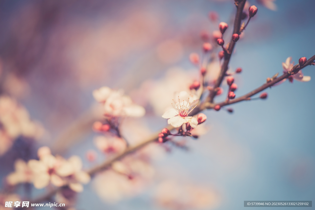 樱花