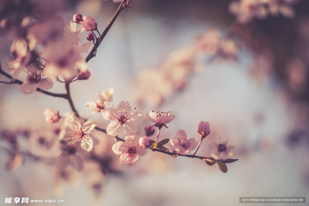  樱花