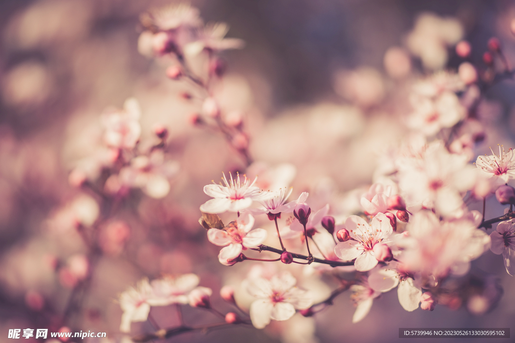  樱花