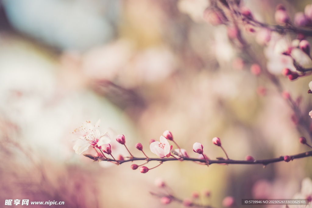  樱花