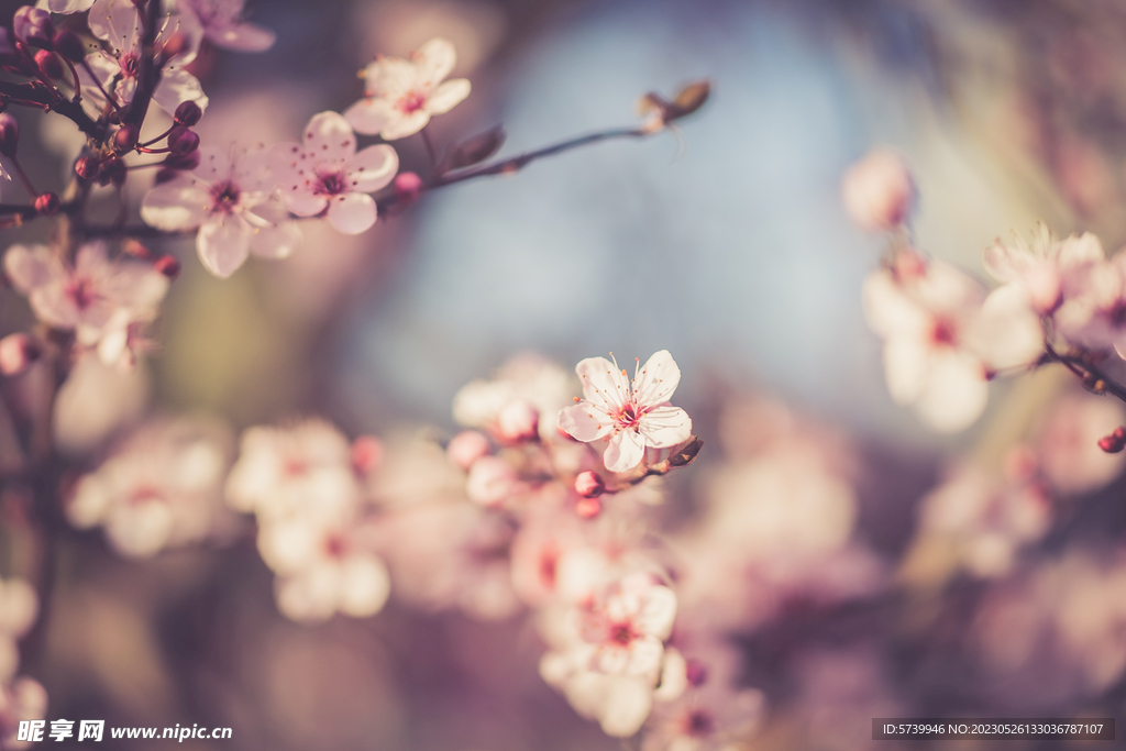  樱花