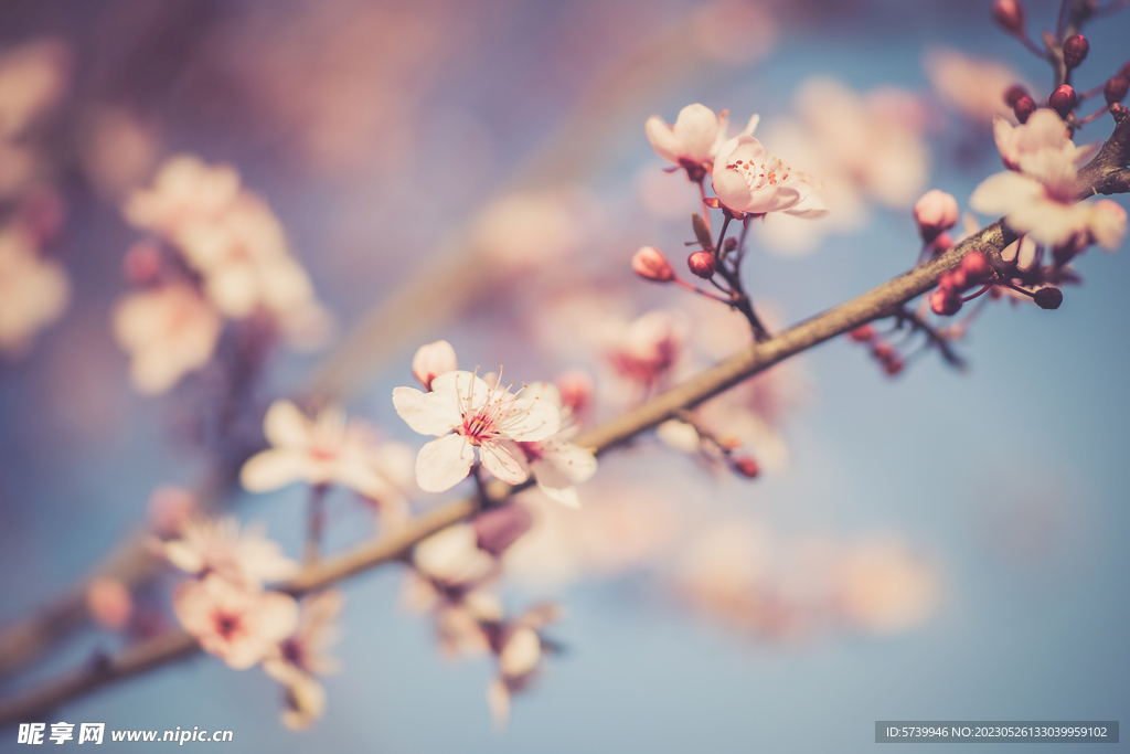  樱花