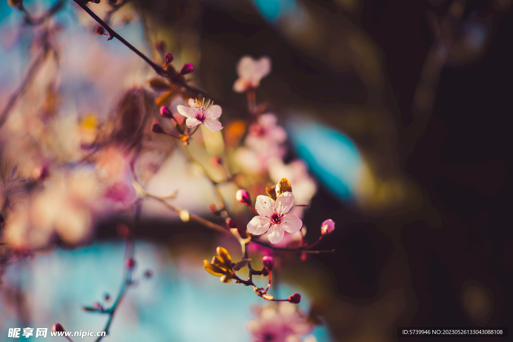  樱花