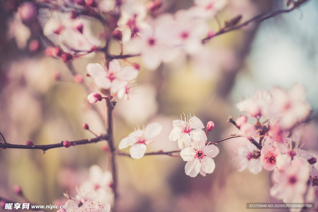  樱花
