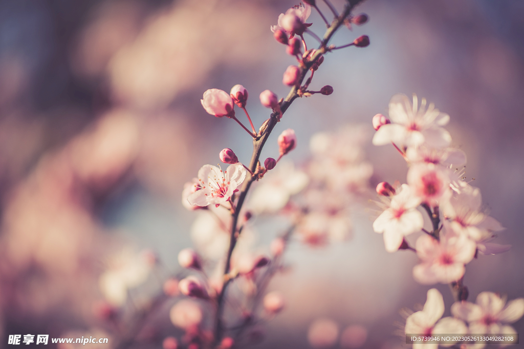  樱花
