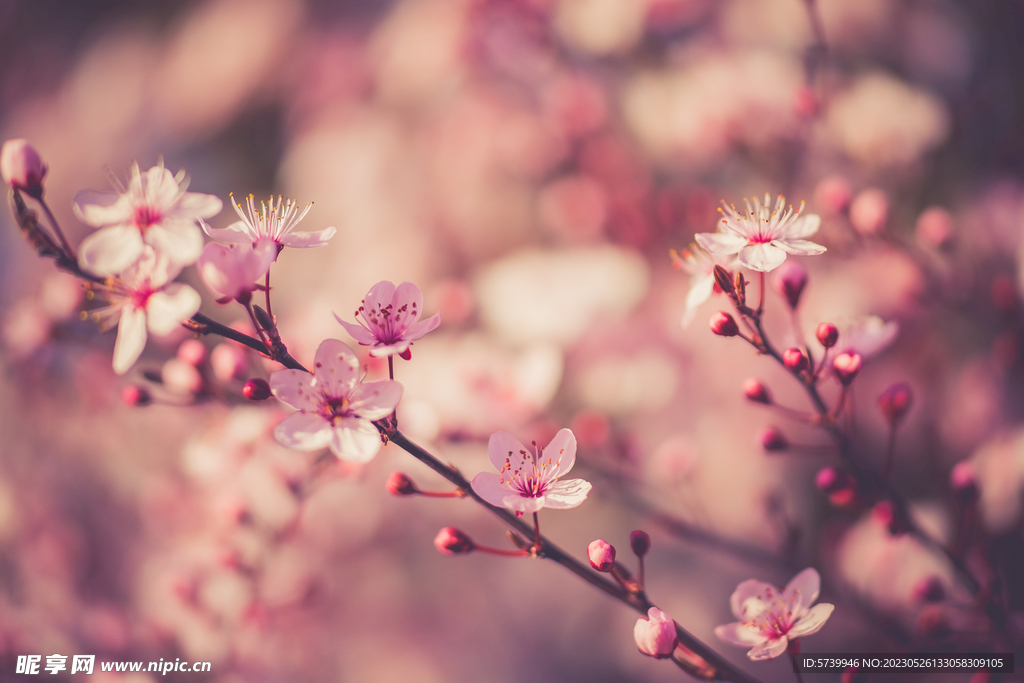  樱花