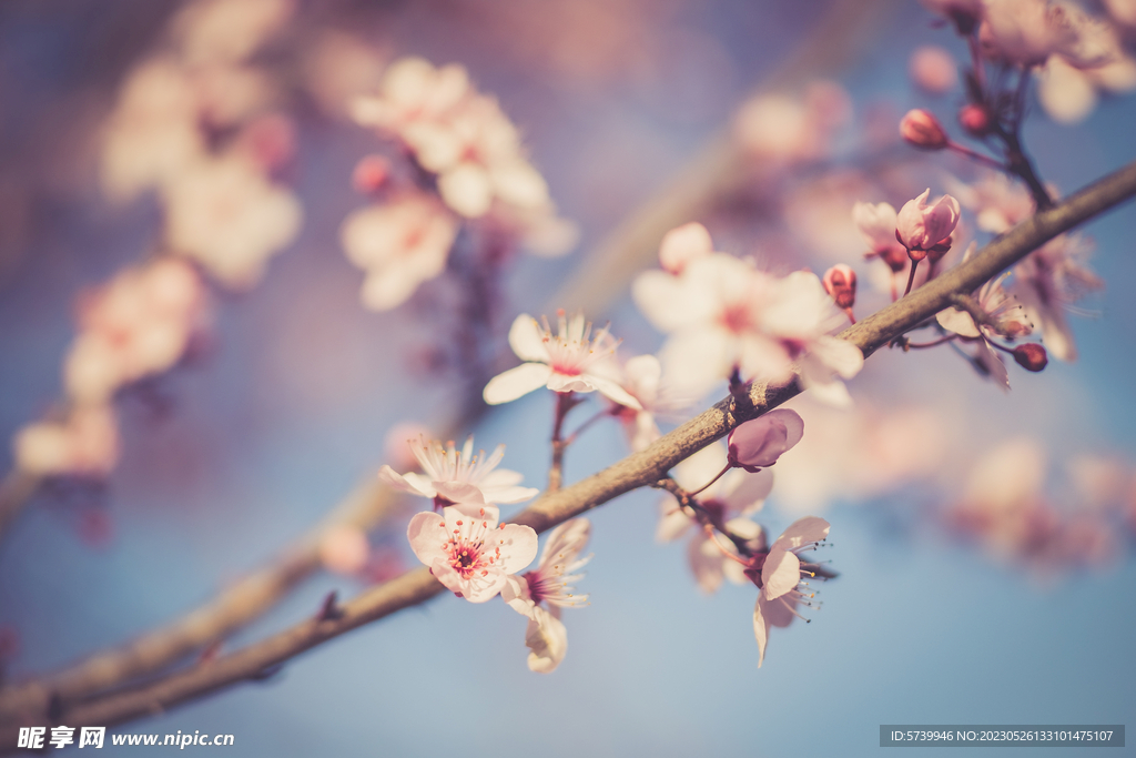  樱花