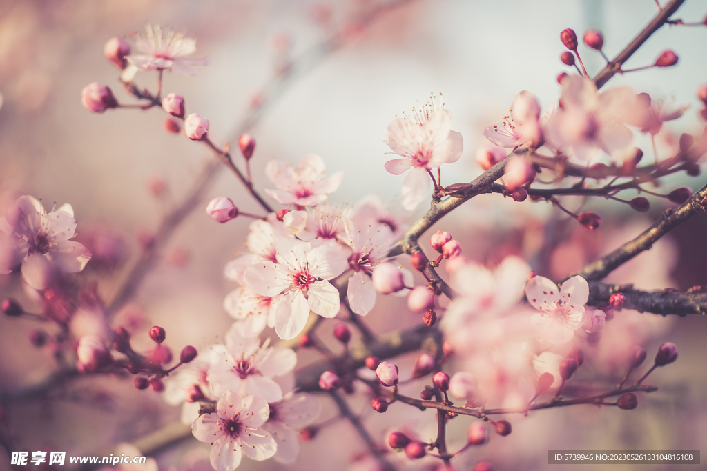  樱花