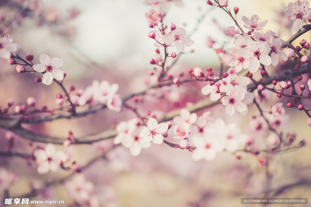  樱花