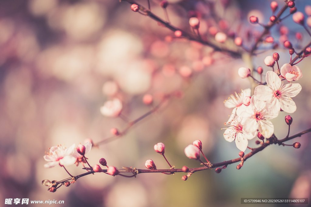  樱花