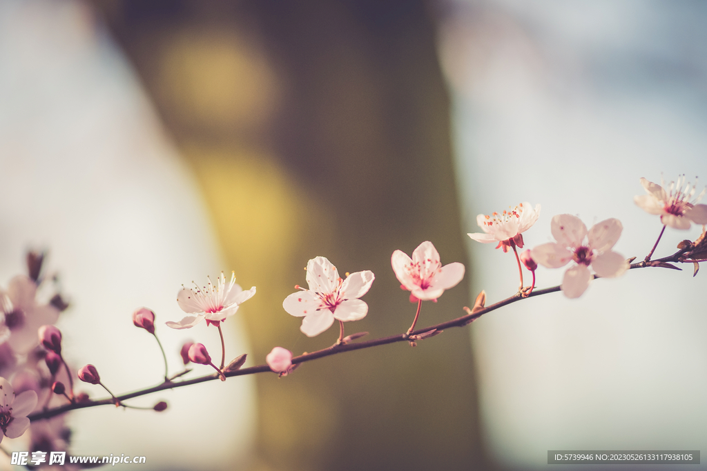  樱花