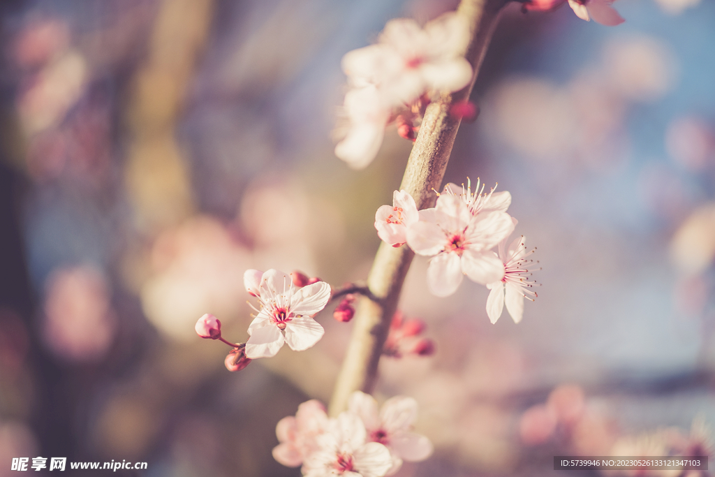  樱花