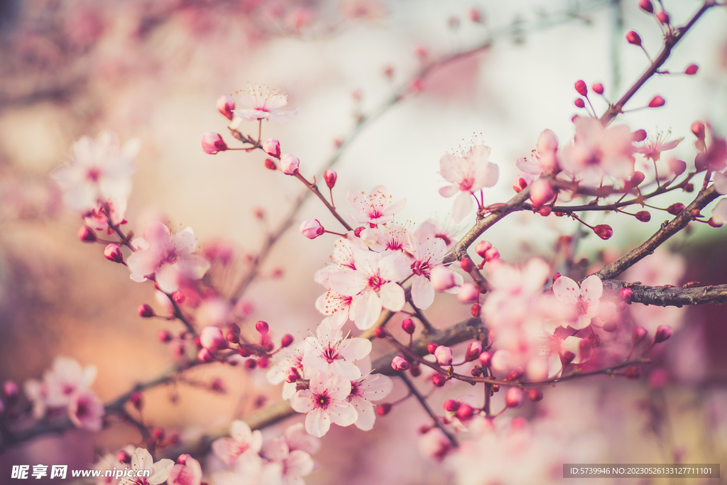  樱花