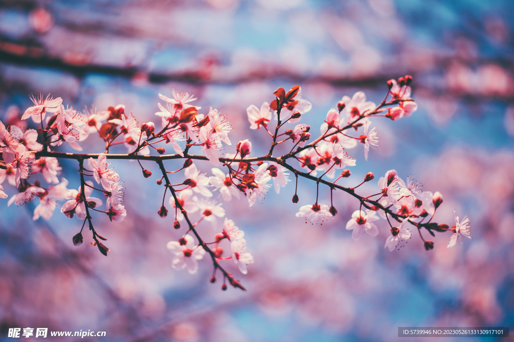  樱花