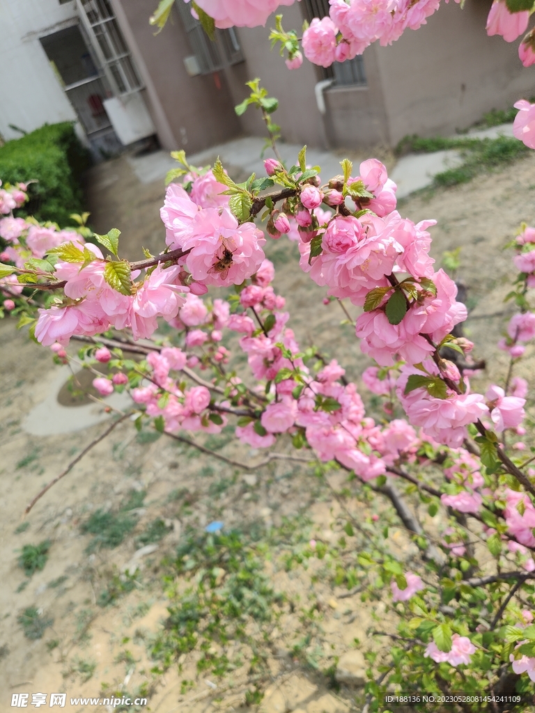 桃花