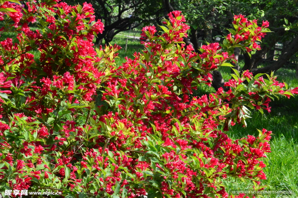 锦带花  