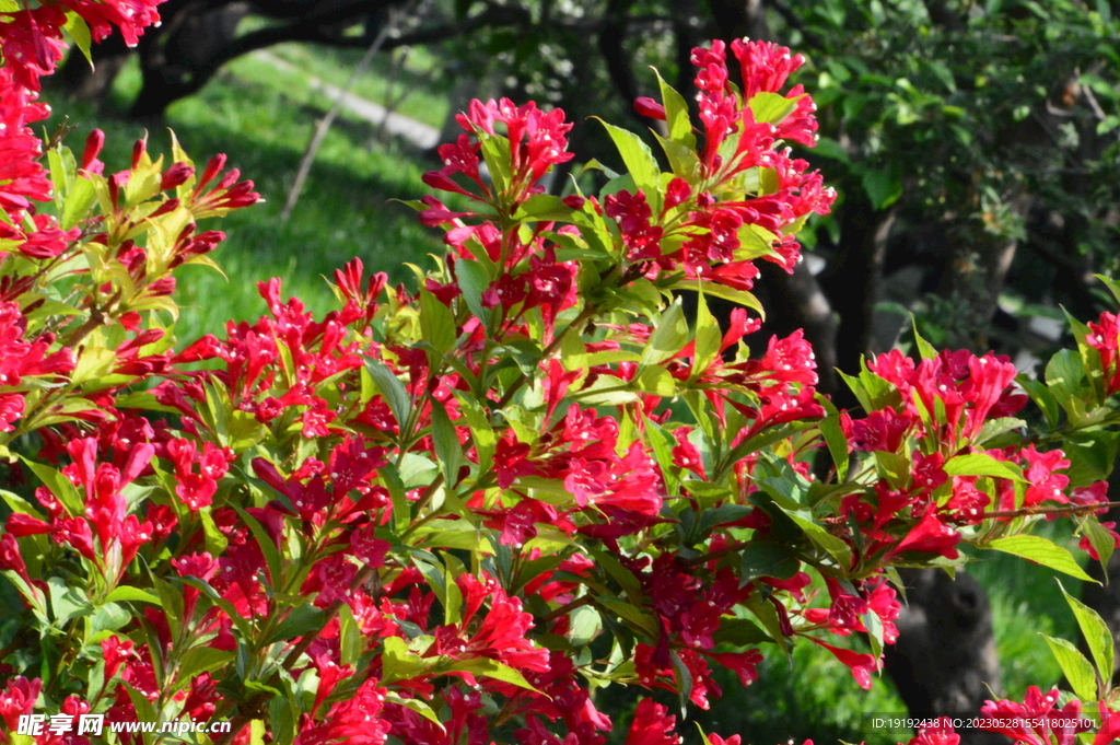 锦带花  