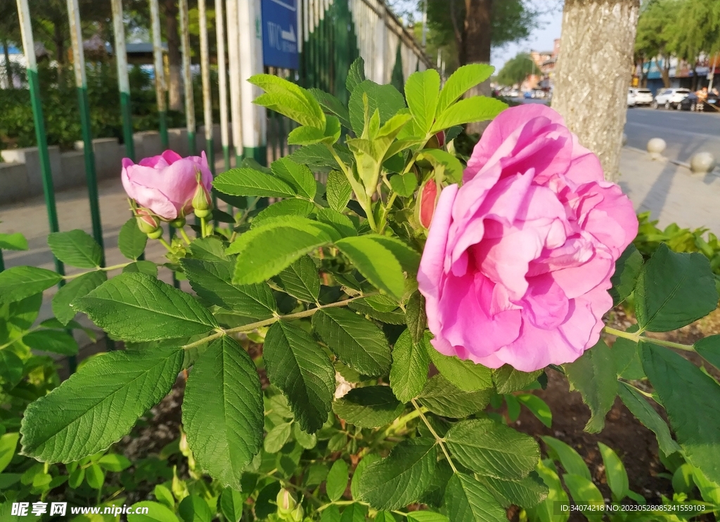 小玫瑰
