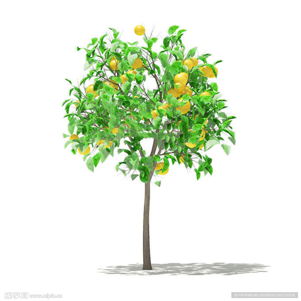 C4D模型 果树  