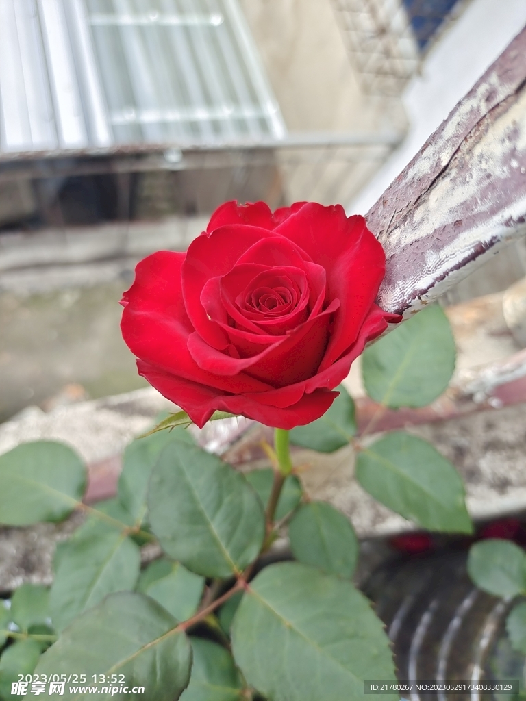 月季花