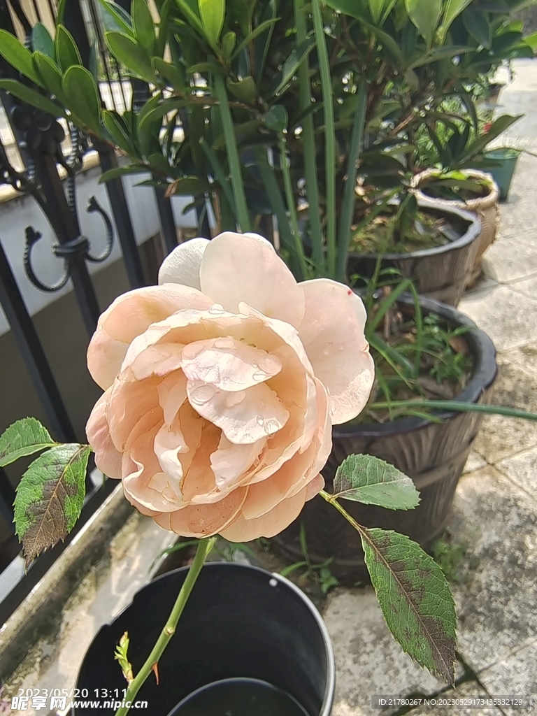 白月季花