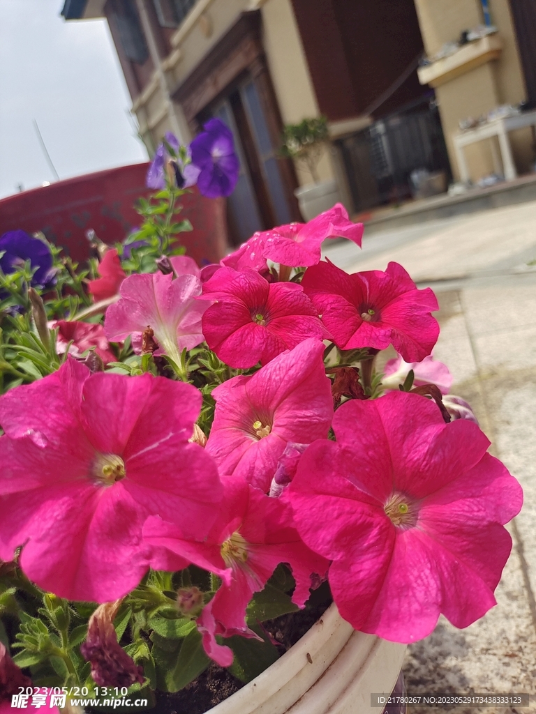 喇叭花