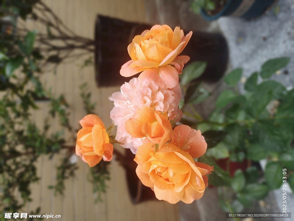 鲜花月季