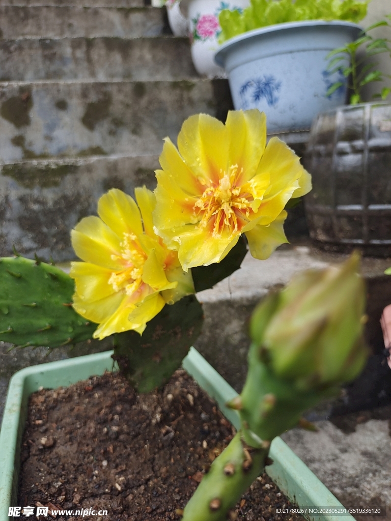 仙人掌花 黄色花