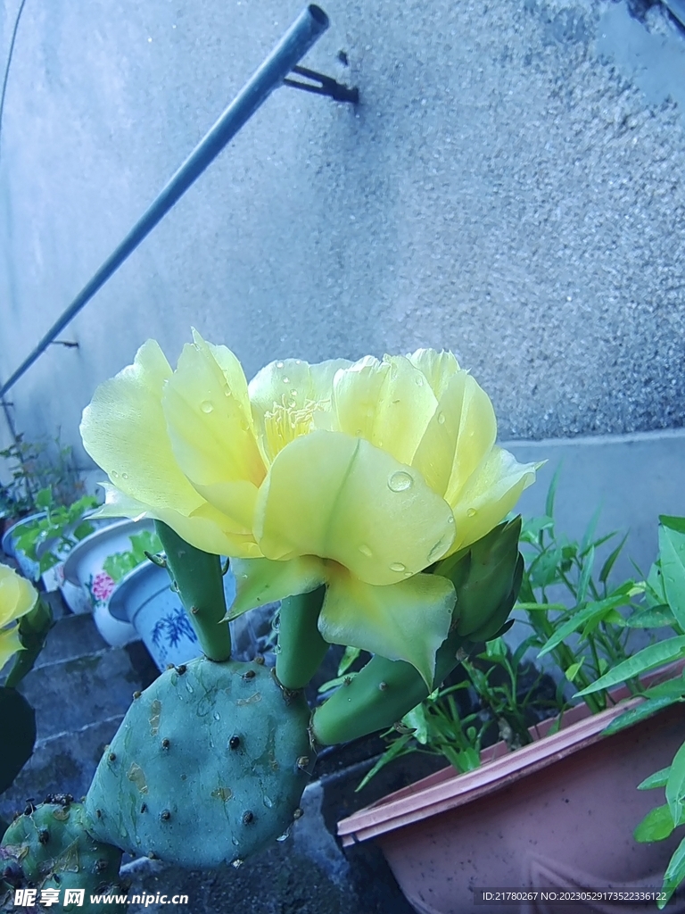 仙人掌开花