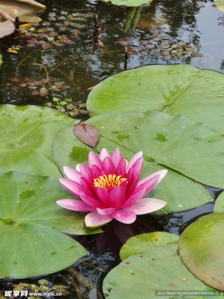 睡莲
