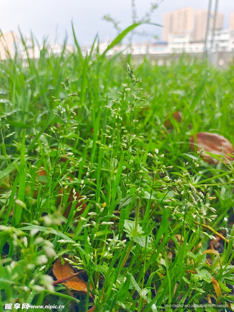 草地