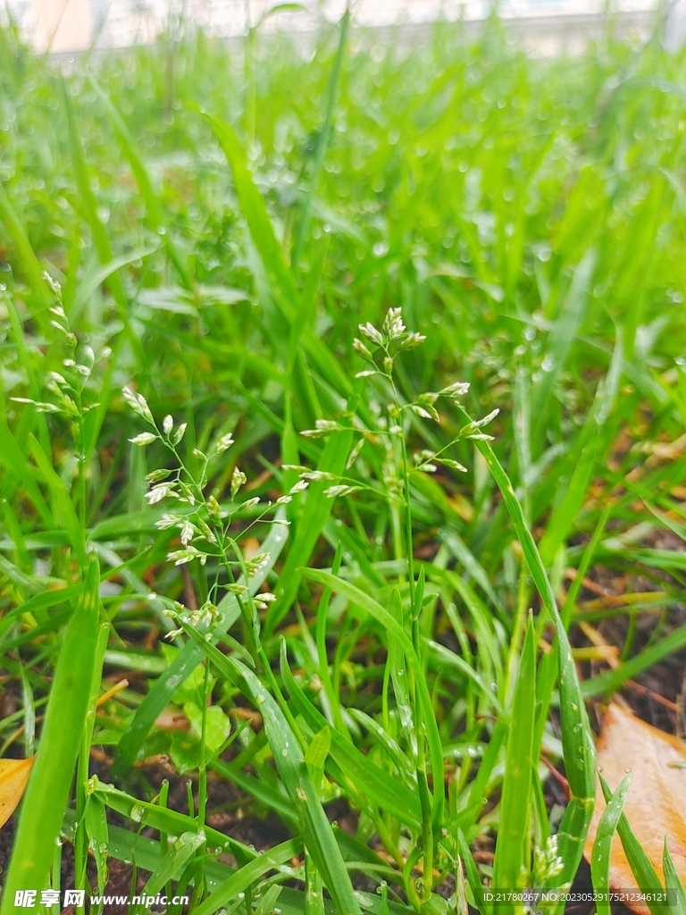 小草