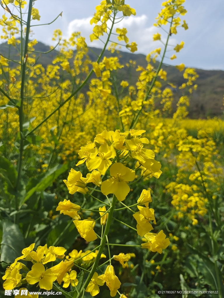 油菜花