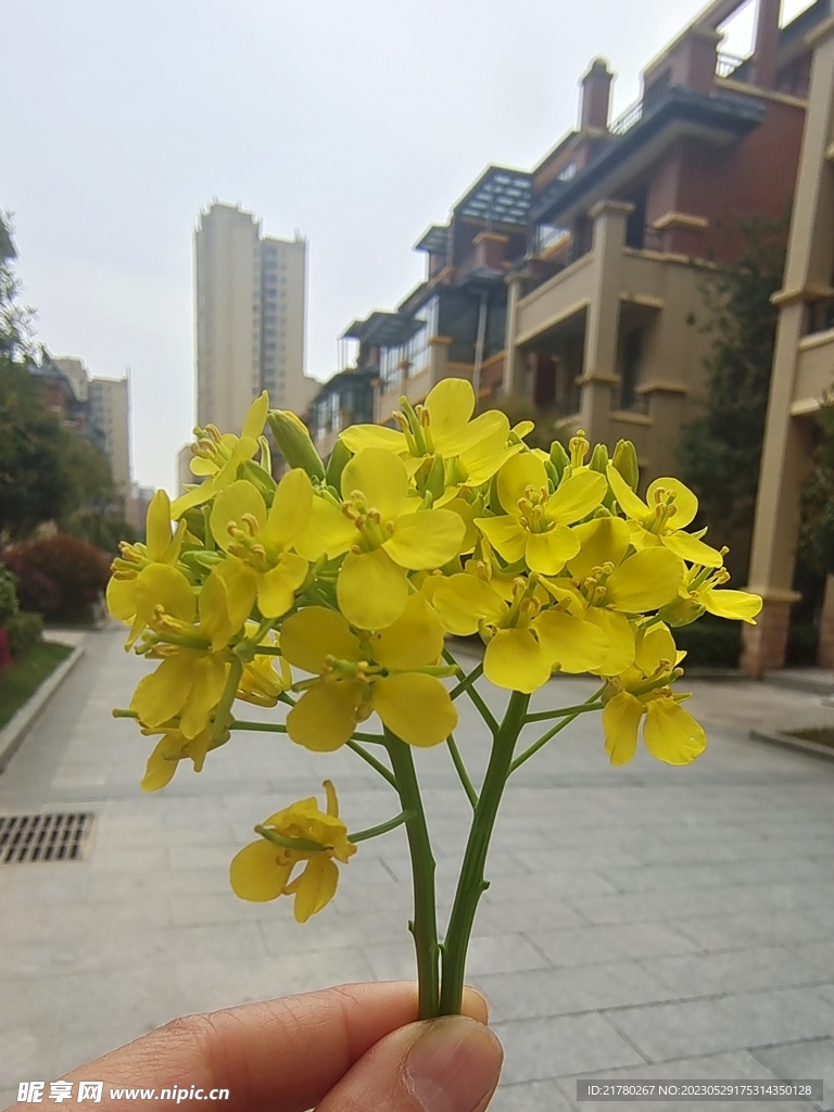 油菜花