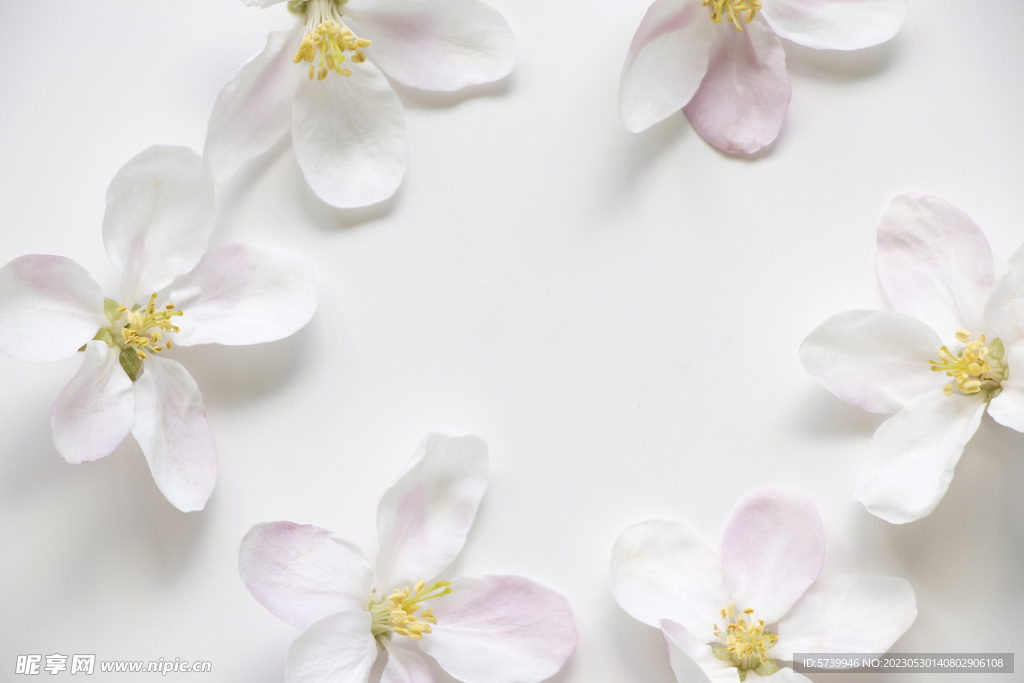 苹果花