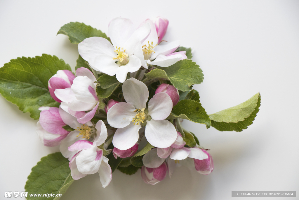 苹果花
