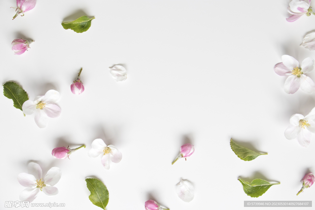 苹果花瓣