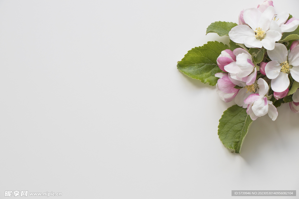 苹果花