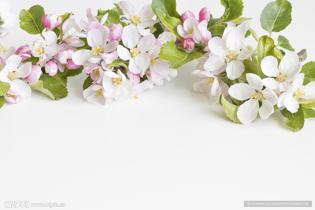 苹果花