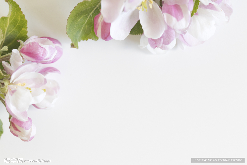 苹果花