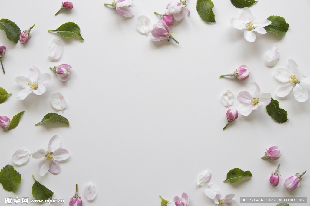 苹果花瓣
