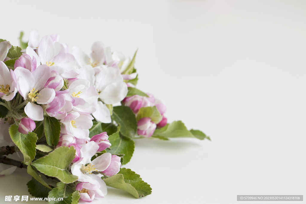 苹果花