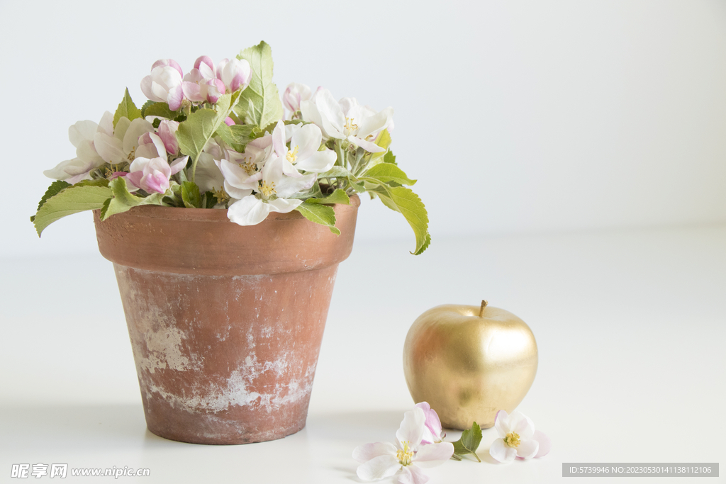苹果花