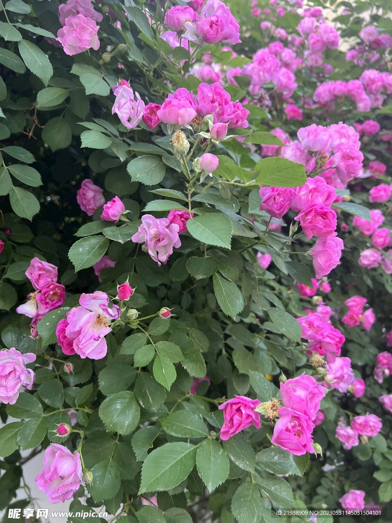 花簇粉色