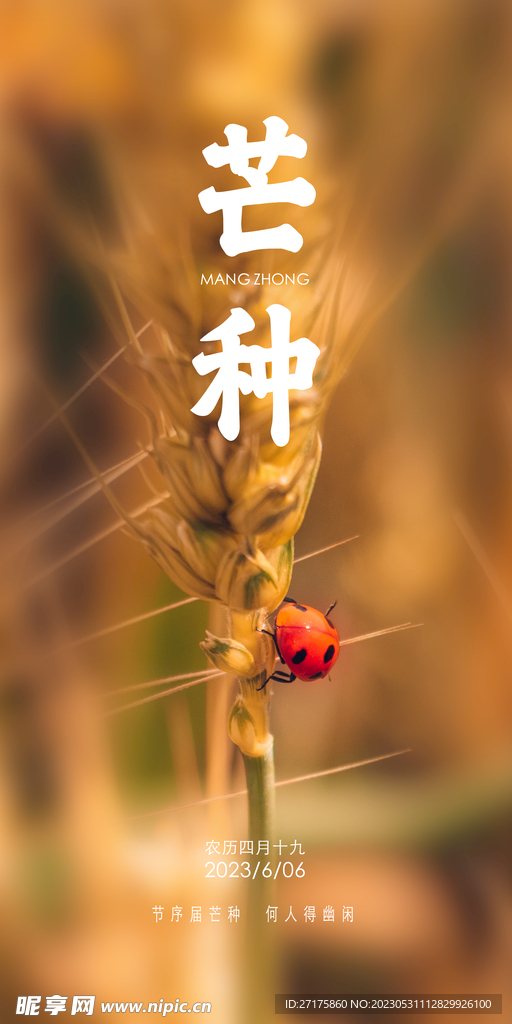 芒种