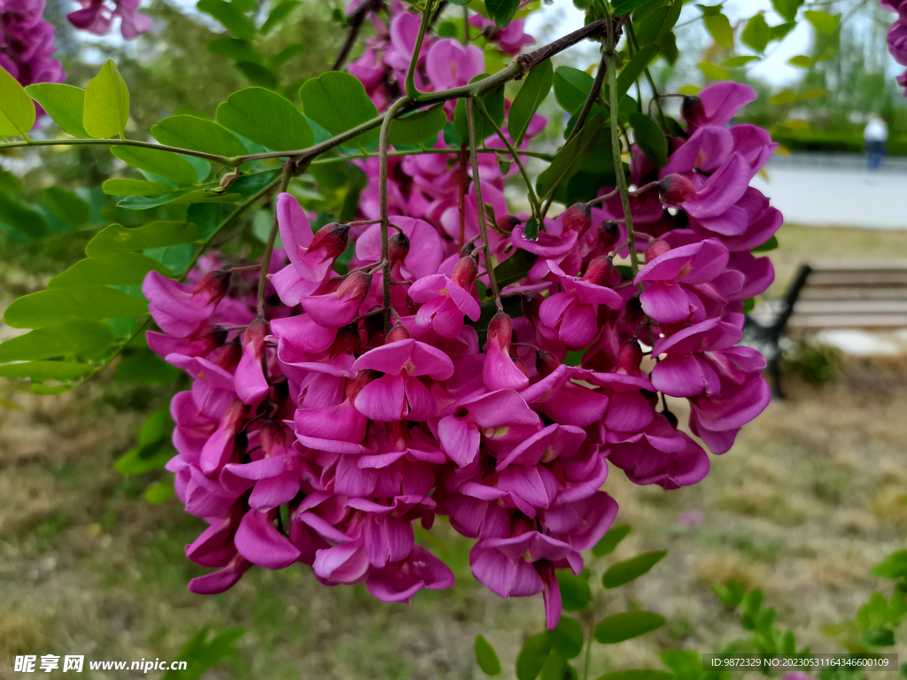 香花槐