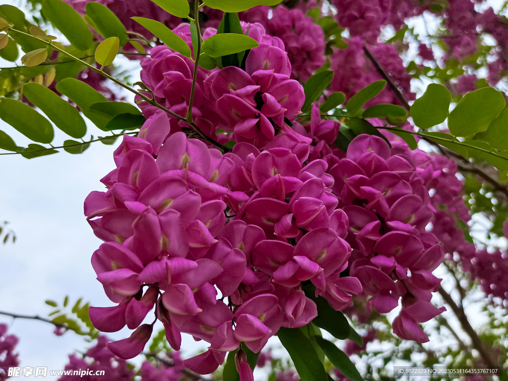 香花槐