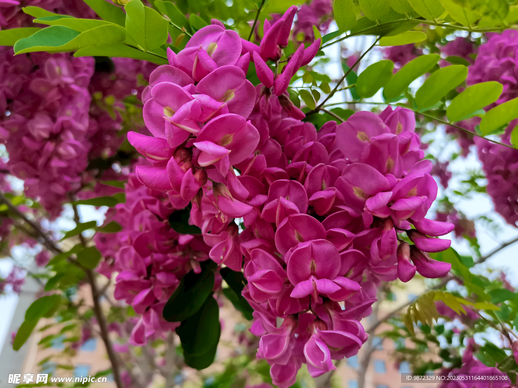 香花槐